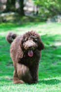 Melba - Aussie Labradoodle