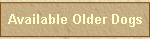 Available Older Dogs