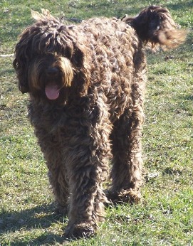 Bella - Chocolate Standard