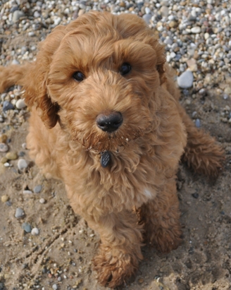 Brady at Lake Michigan