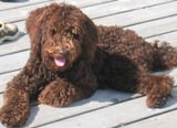 Aussie Labradoodle's Chester