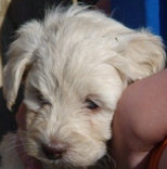 Click for puppies