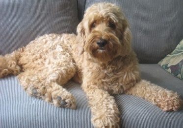 apricot aussiedoodle