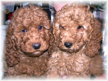 curly fleece australian labradoodle