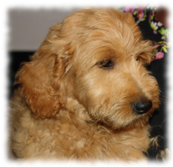 Toby