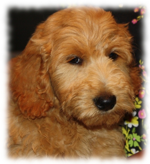 Toby