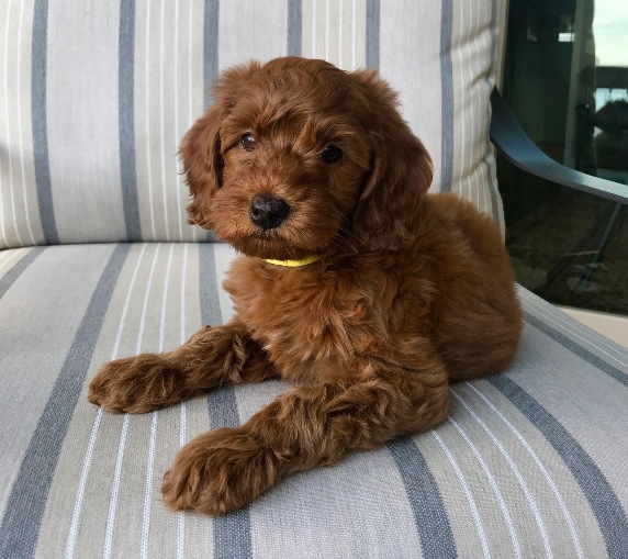 Yellow Collar Girl