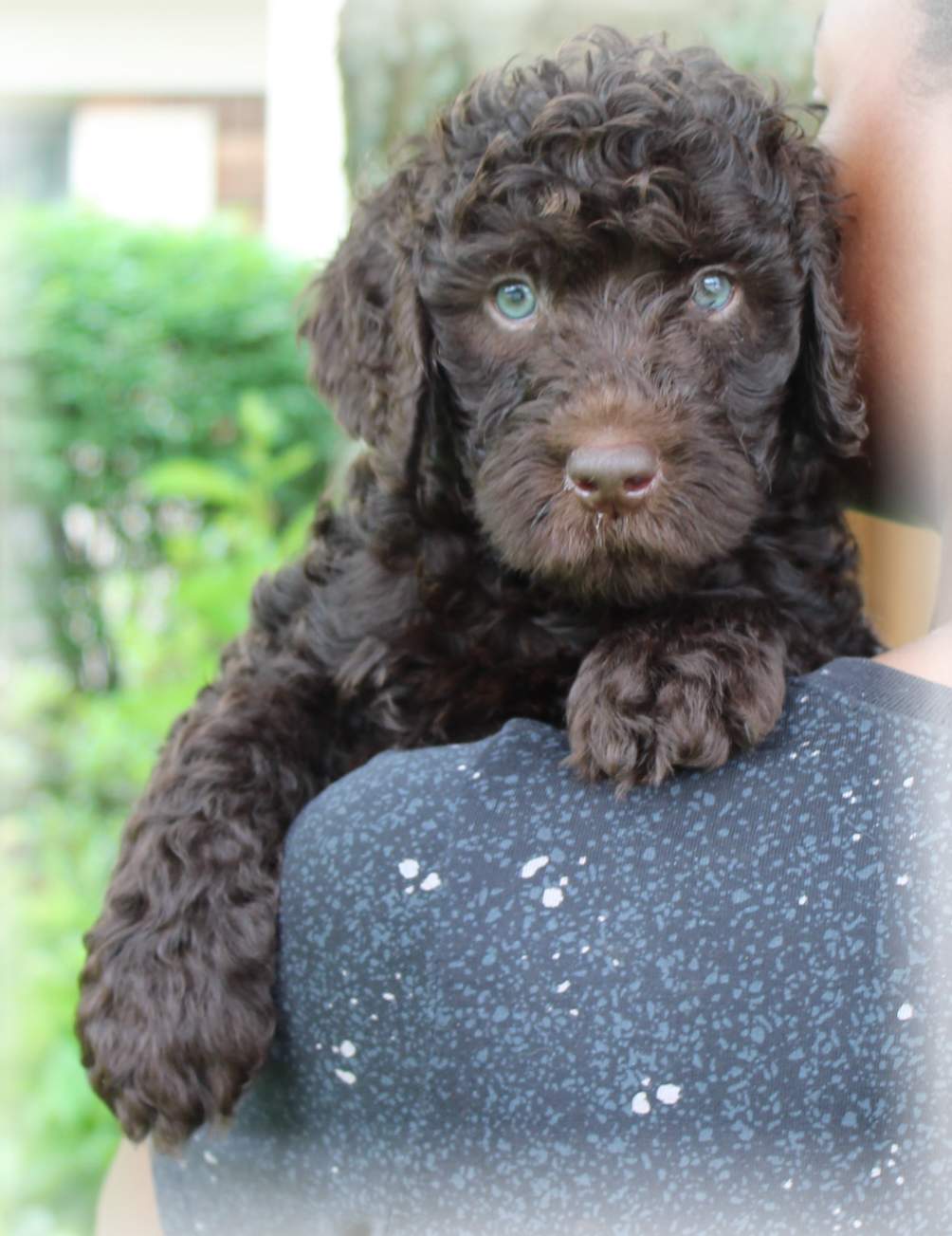 Aussie Labradoodle s Snickerdoodle. A medium red multigen