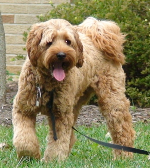 mini snickerdoodle dog