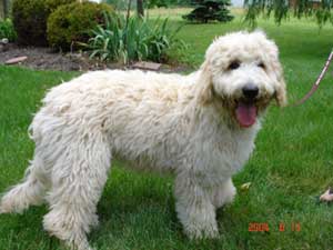 Aussie Labradoodle's Gracie Ann