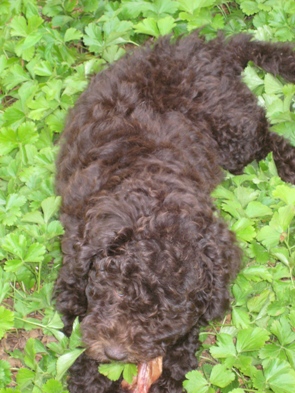 Aussie Labradoodle's Roscoe