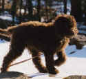 Melba - Aussie Labradoodle