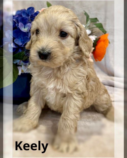 Nellie/Chase Spring Litter