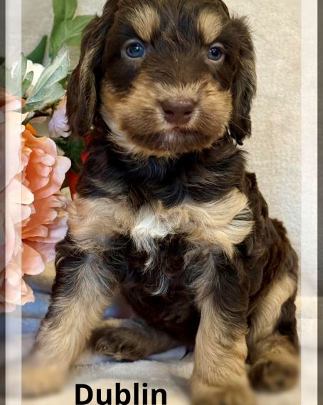 Nellie/Chase Spring Litter puppies available