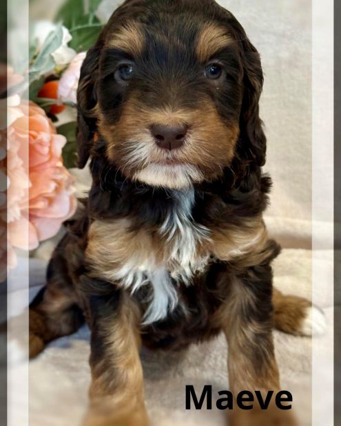 Nellie/Chase Spring Litter puppies available