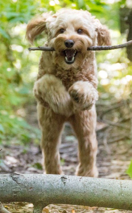 australian labradoodle aussiedoodle